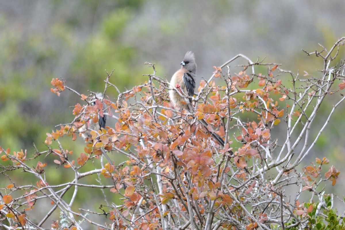 White-backed Mousebird - ML615484847