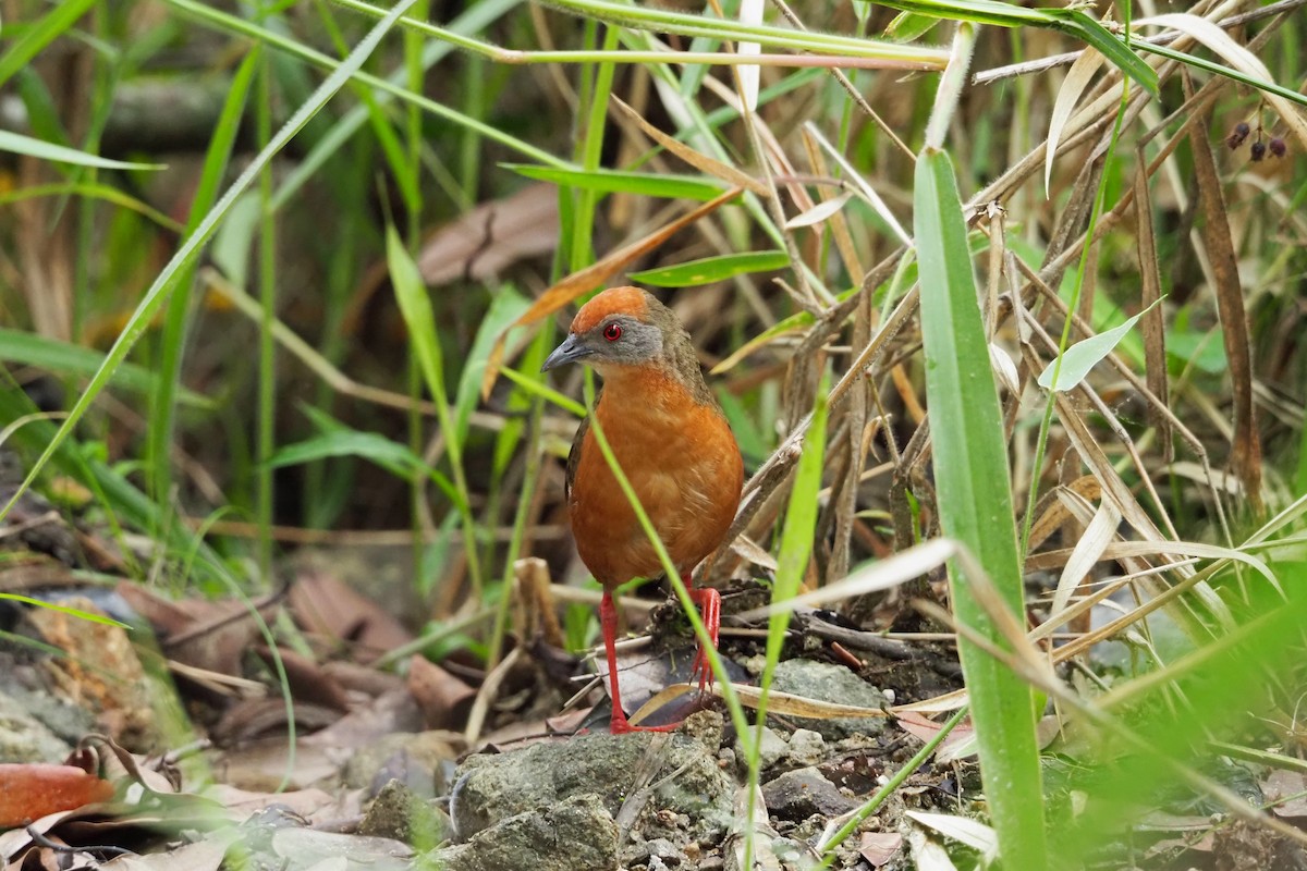 Russet-crowned Crake - ML615484863