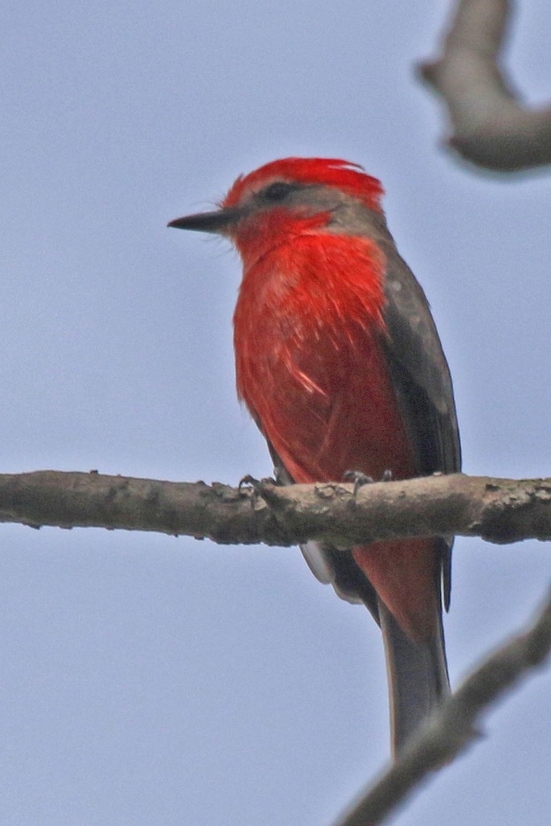 Vermilion Flycatcher - Joan and/or George Sims