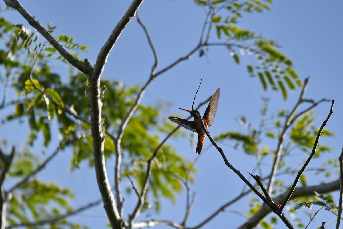 Buff-bellied Hummingbird - Leslie Correia