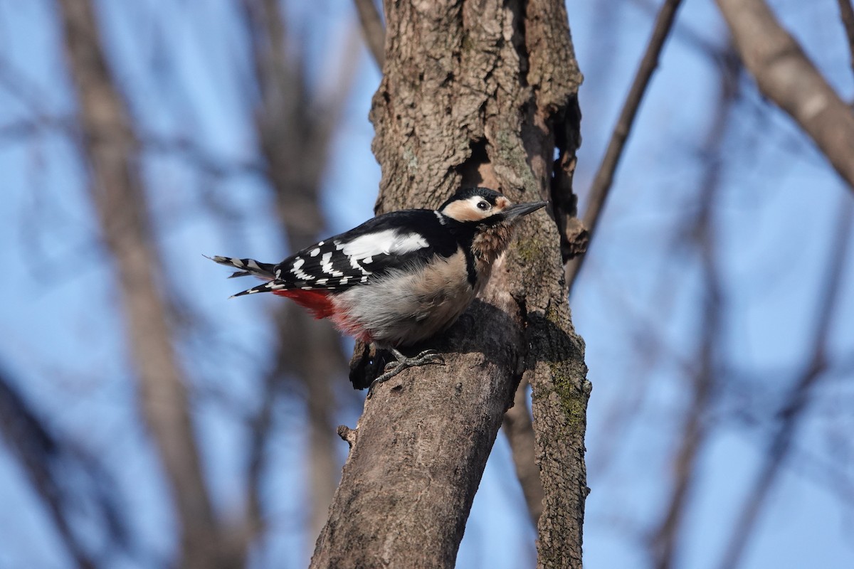 Great Spotted Woodpecker - ML615485012