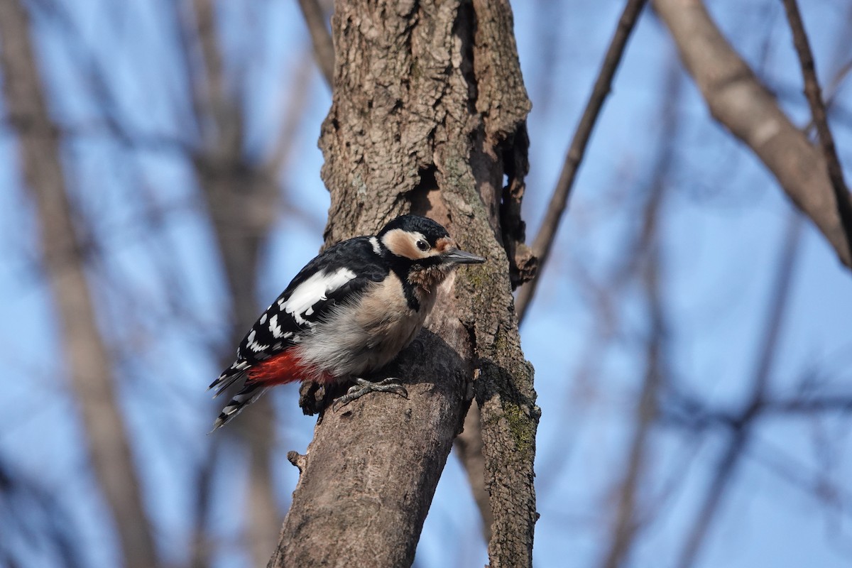 Great Spotted Woodpecker - ML615485017
