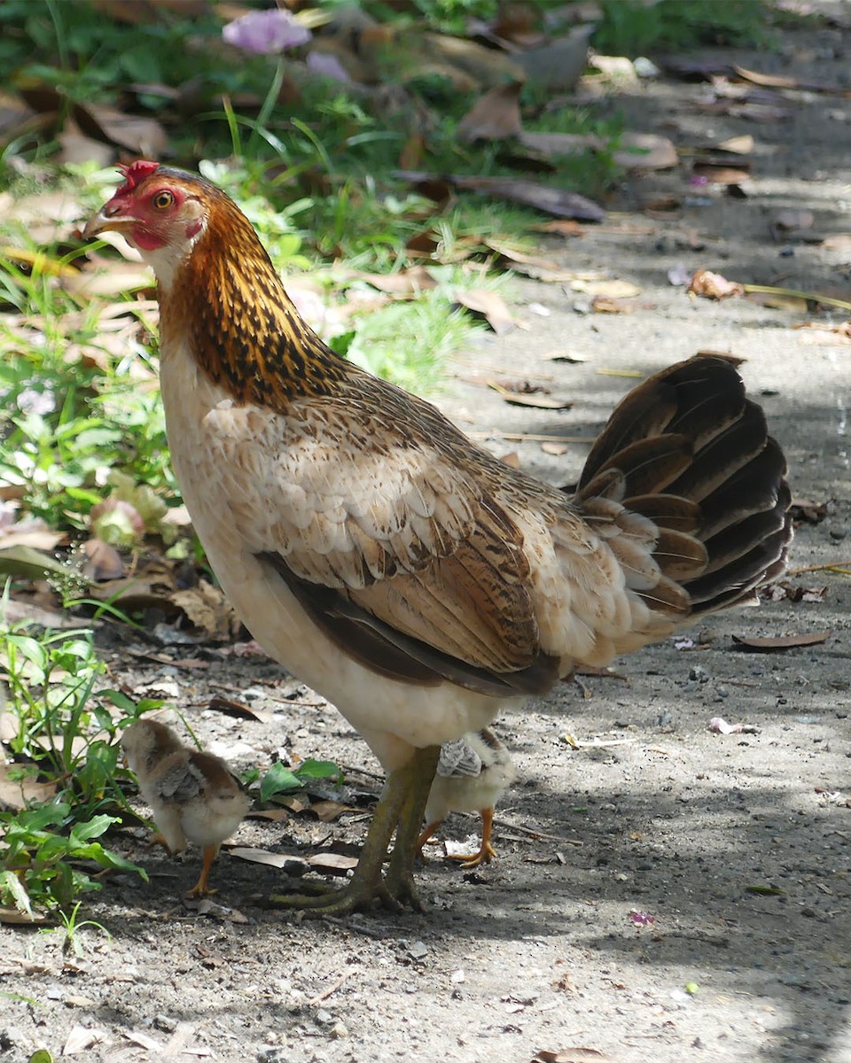 תרנגול בר (מבוית) - ML615485123
