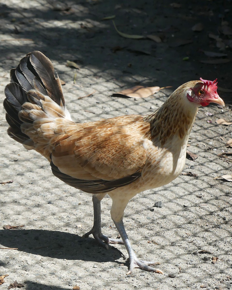 תרנגול בר (מבוית) - ML615485124
