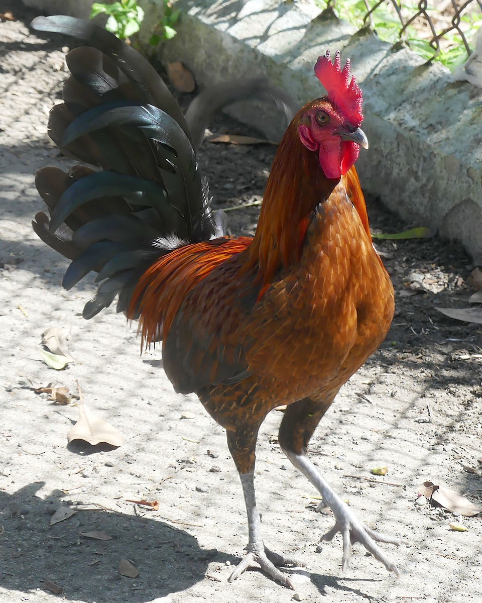 Red Junglefowl (Domestic type) - ML615485125