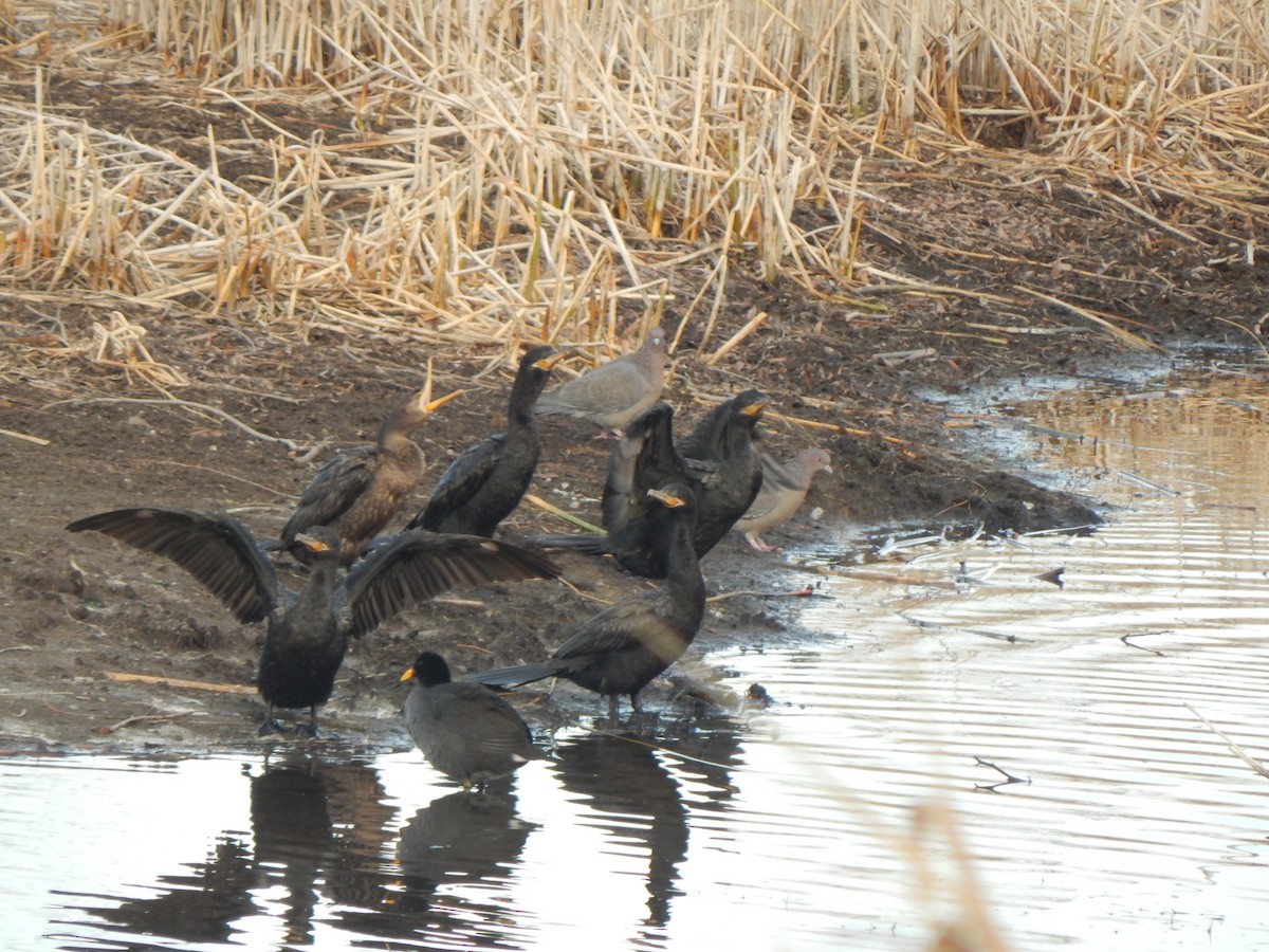 Neotropic Cormorant - ML615485140