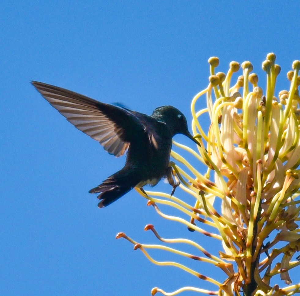 Purple-throated Sunangel - ML615485252