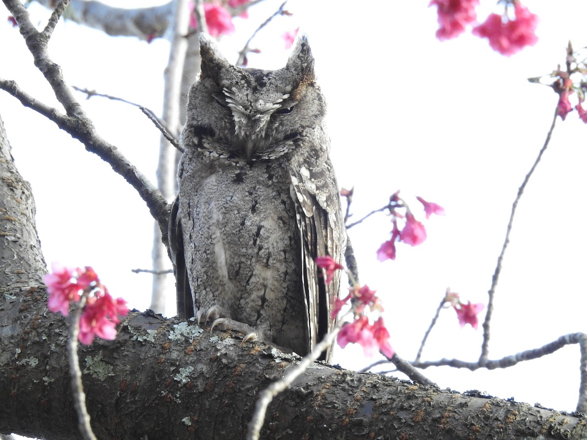 Collared Scops-Owl - ML615485282