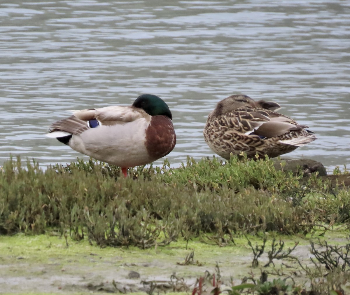 Canard colvert - ML615485302