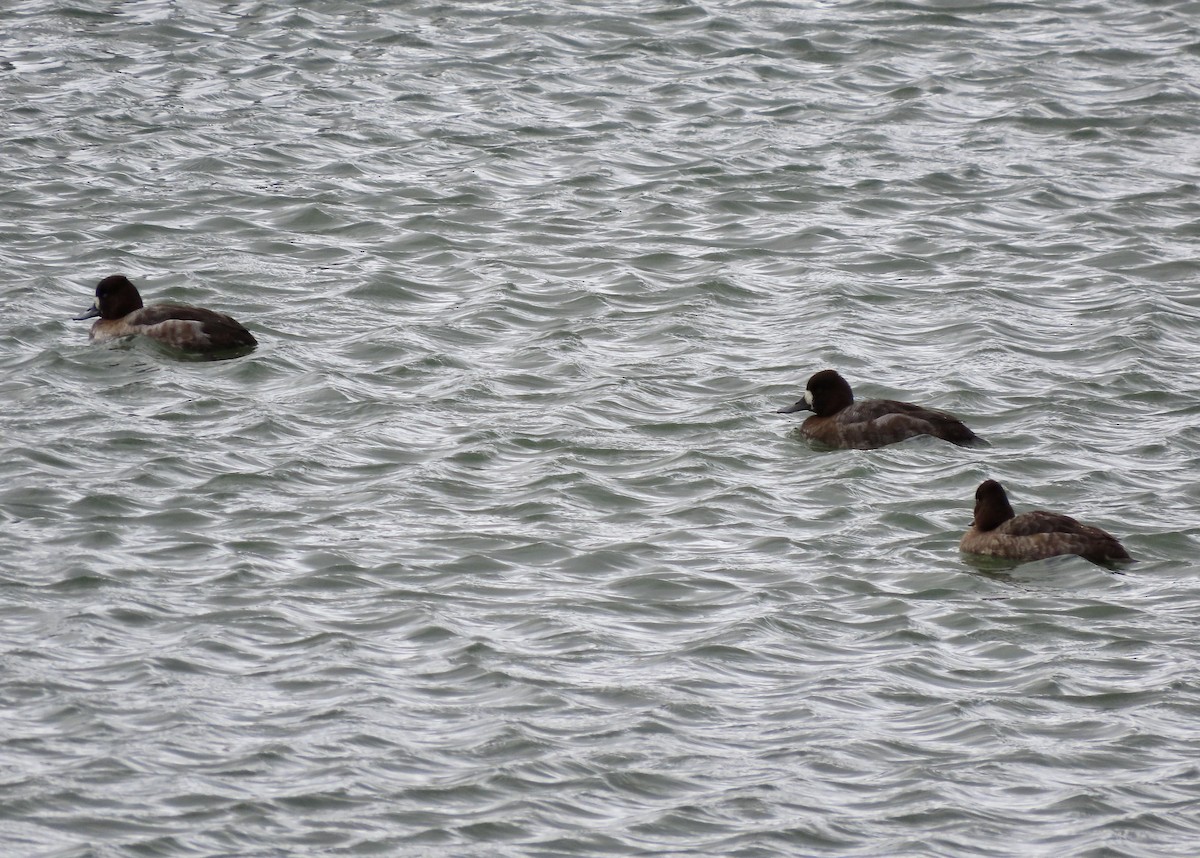 Lesser Scaup - ML615485311