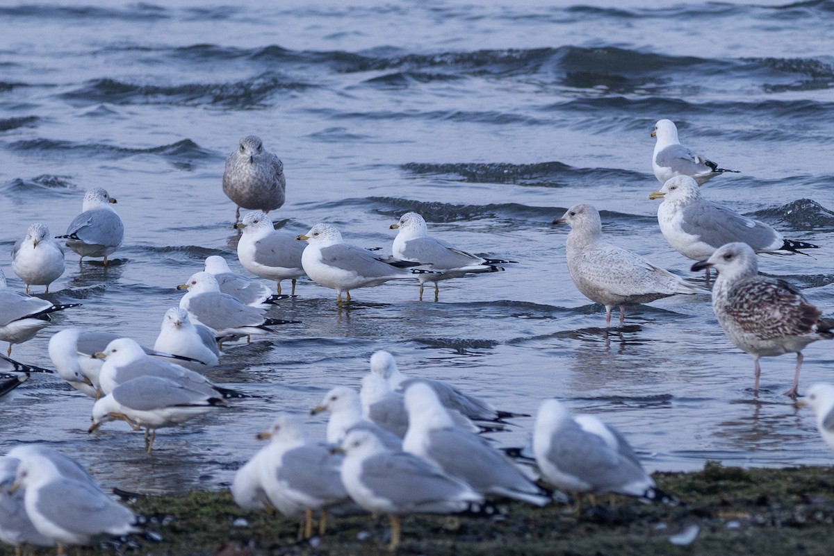 Ring-billed Gull - Adam Farid