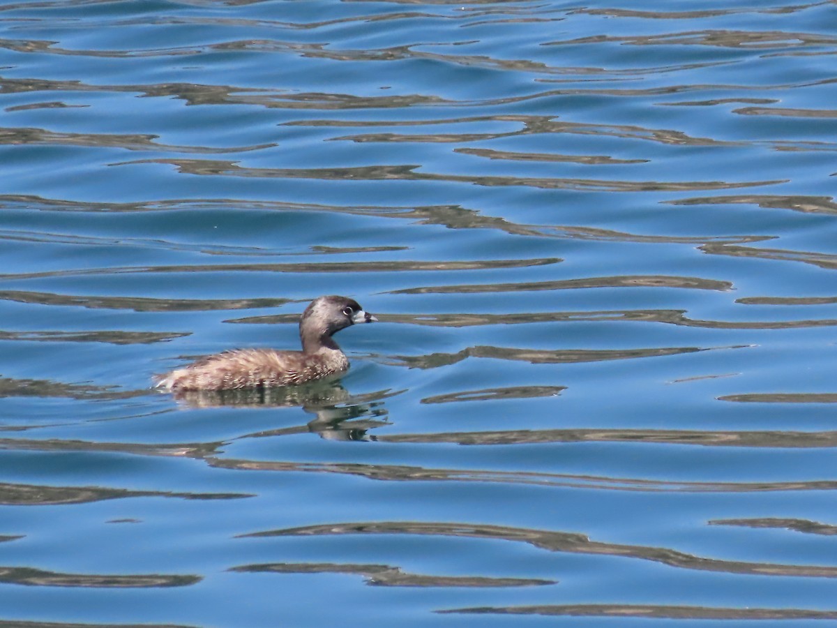 Pied-billed Grebe - ML615485430