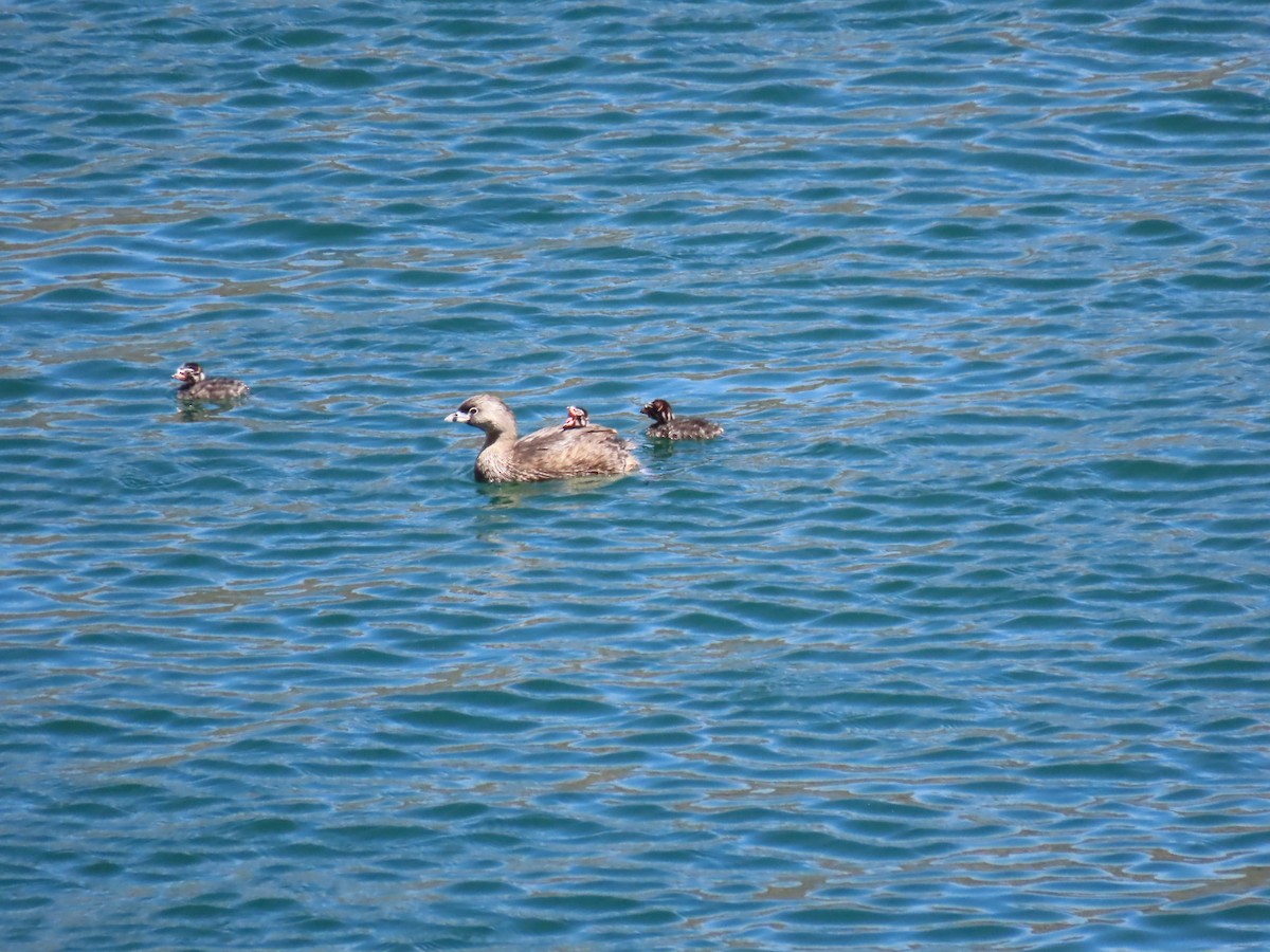 Pied-billed Grebe - ML615485437