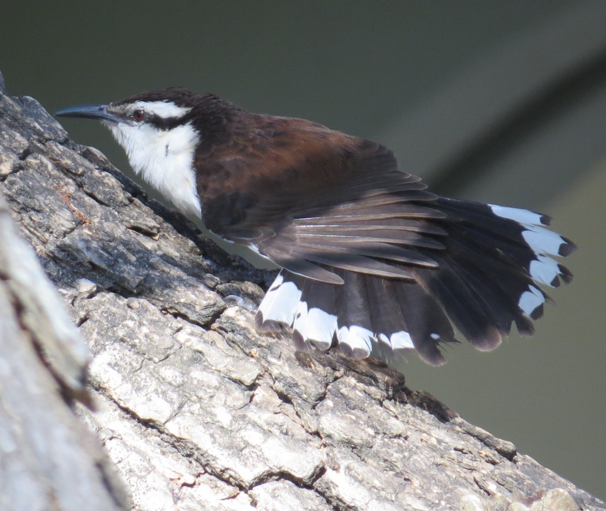 Bicolored Wren - ML615485446