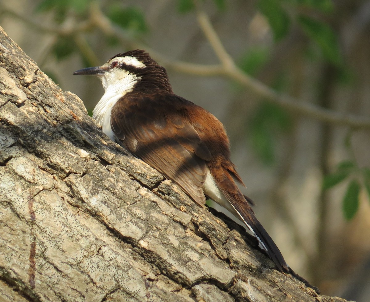 Bicolored Wren - ML615485447