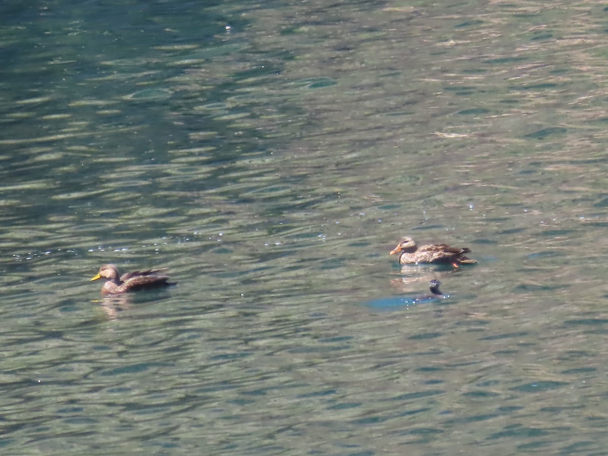 Mexican Duck - ML615485468