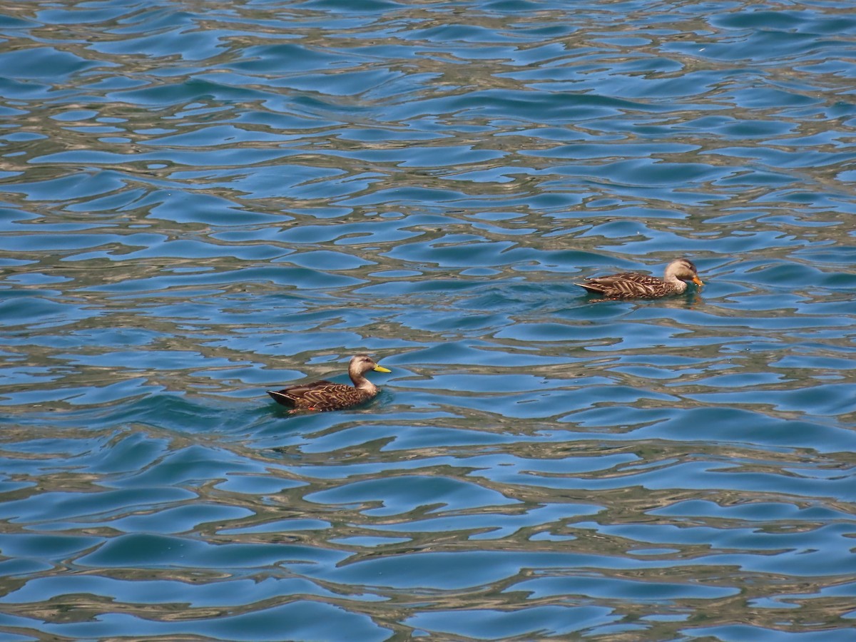 Mexican Duck - ML615485470