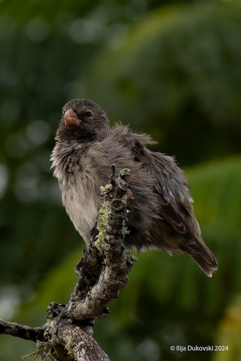 Large Tree-Finch - ML615485478