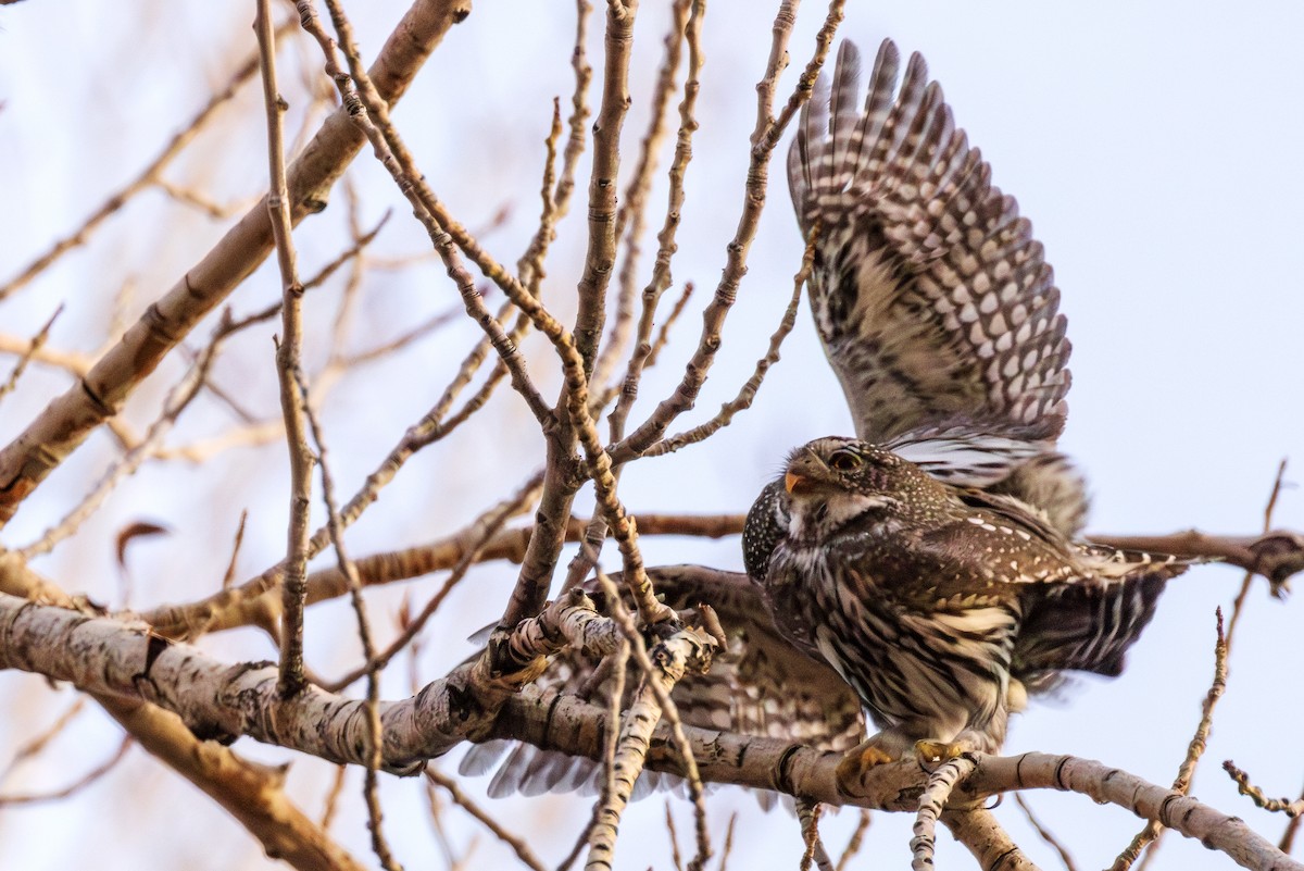 Northern Pygmy-Owl - ML615485487