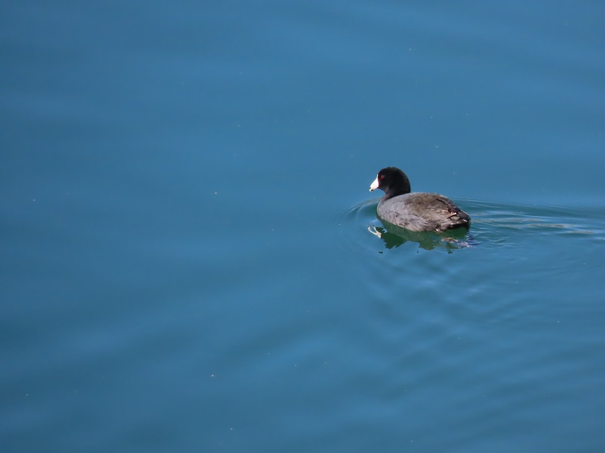 American Coot - ML615485488