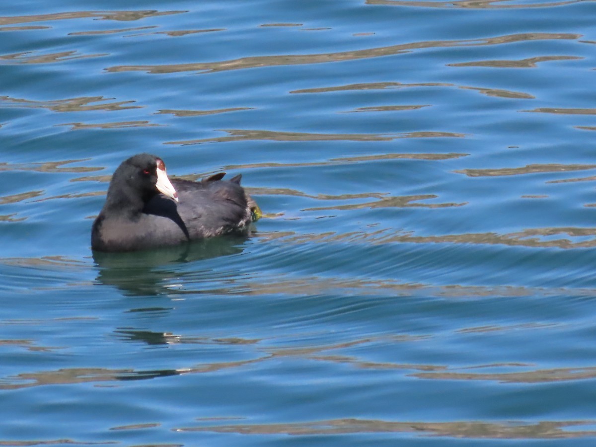 American Coot - ML615485489