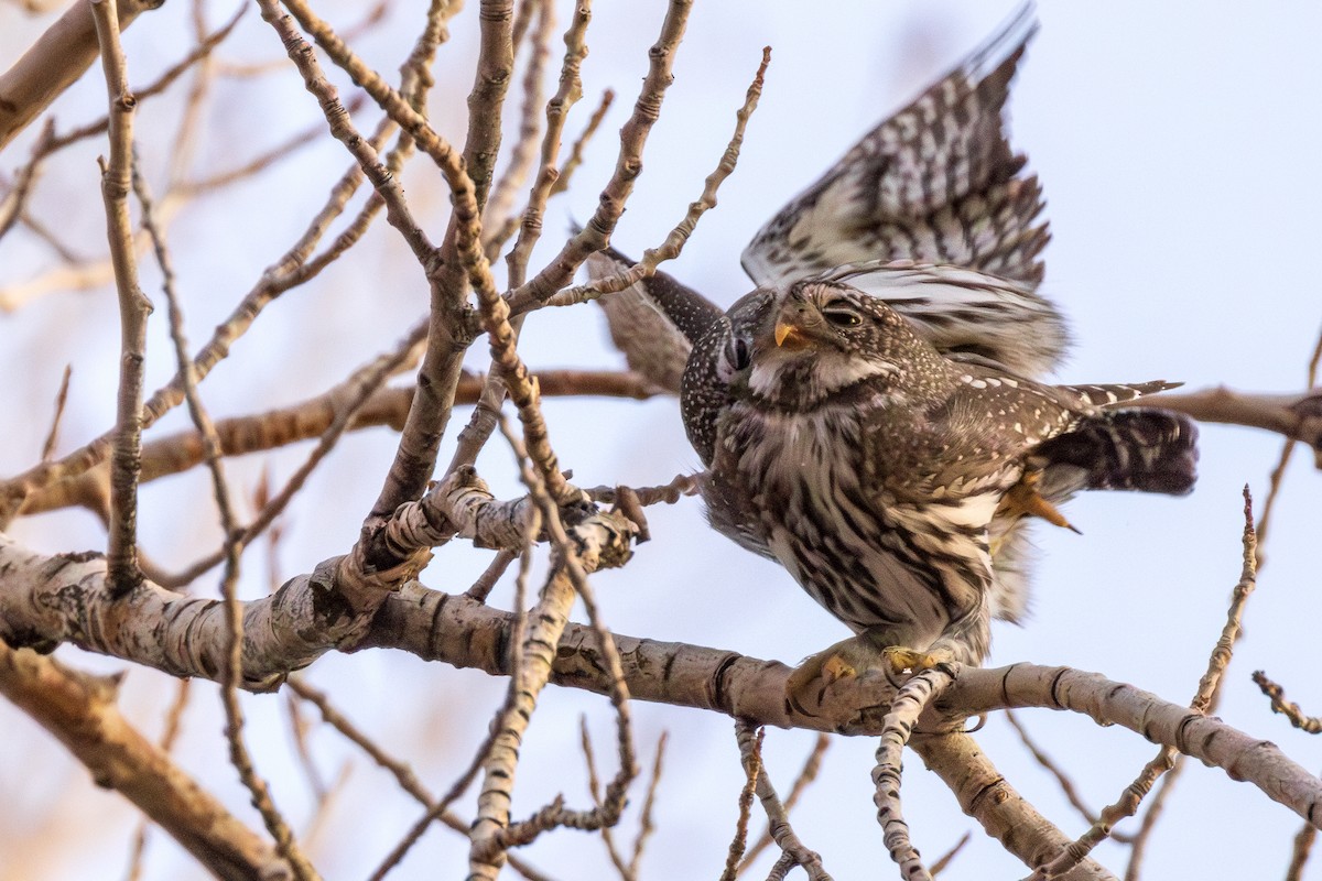 Northern Pygmy-Owl - ML615485490