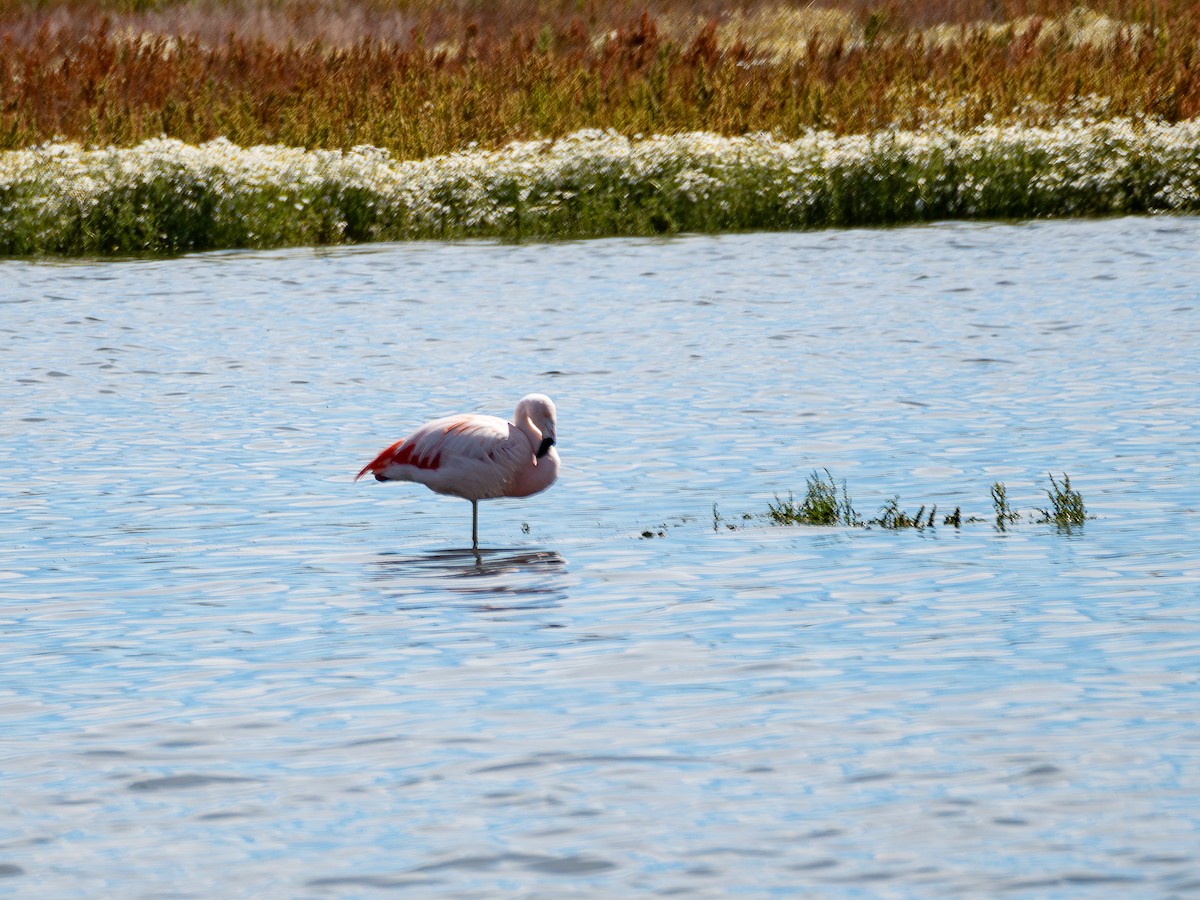 Şili Flamingosu - ML615485492