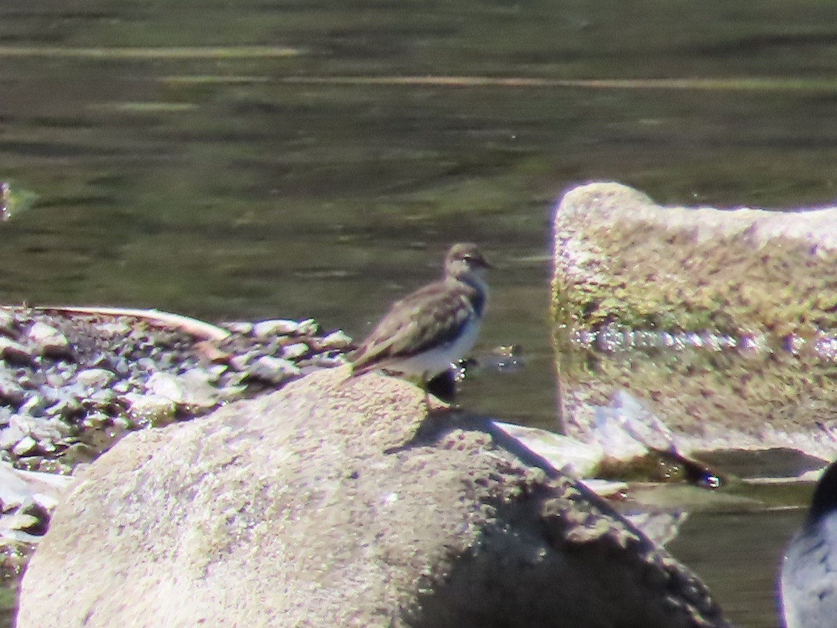 Spotted Sandpiper - ML615485506