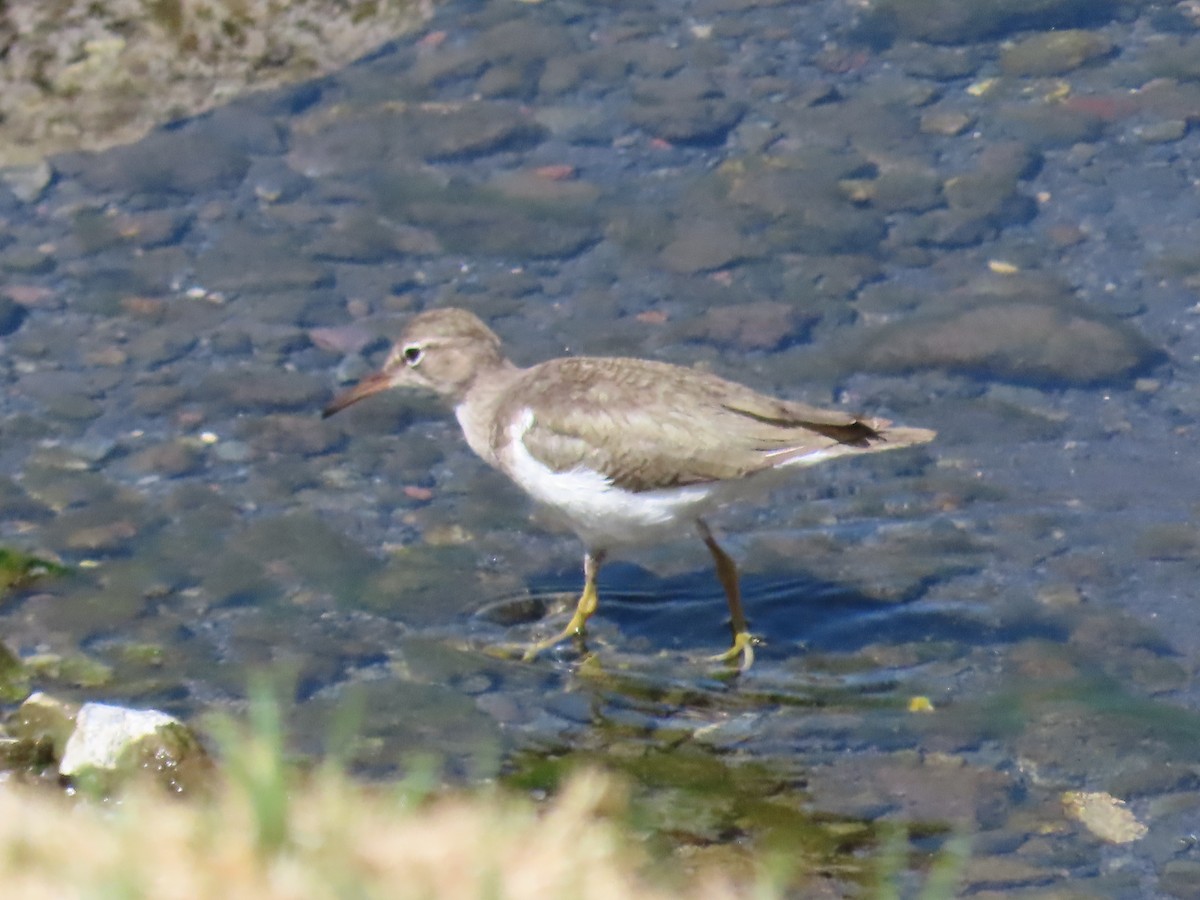 Spotted Sandpiper - ML615485507