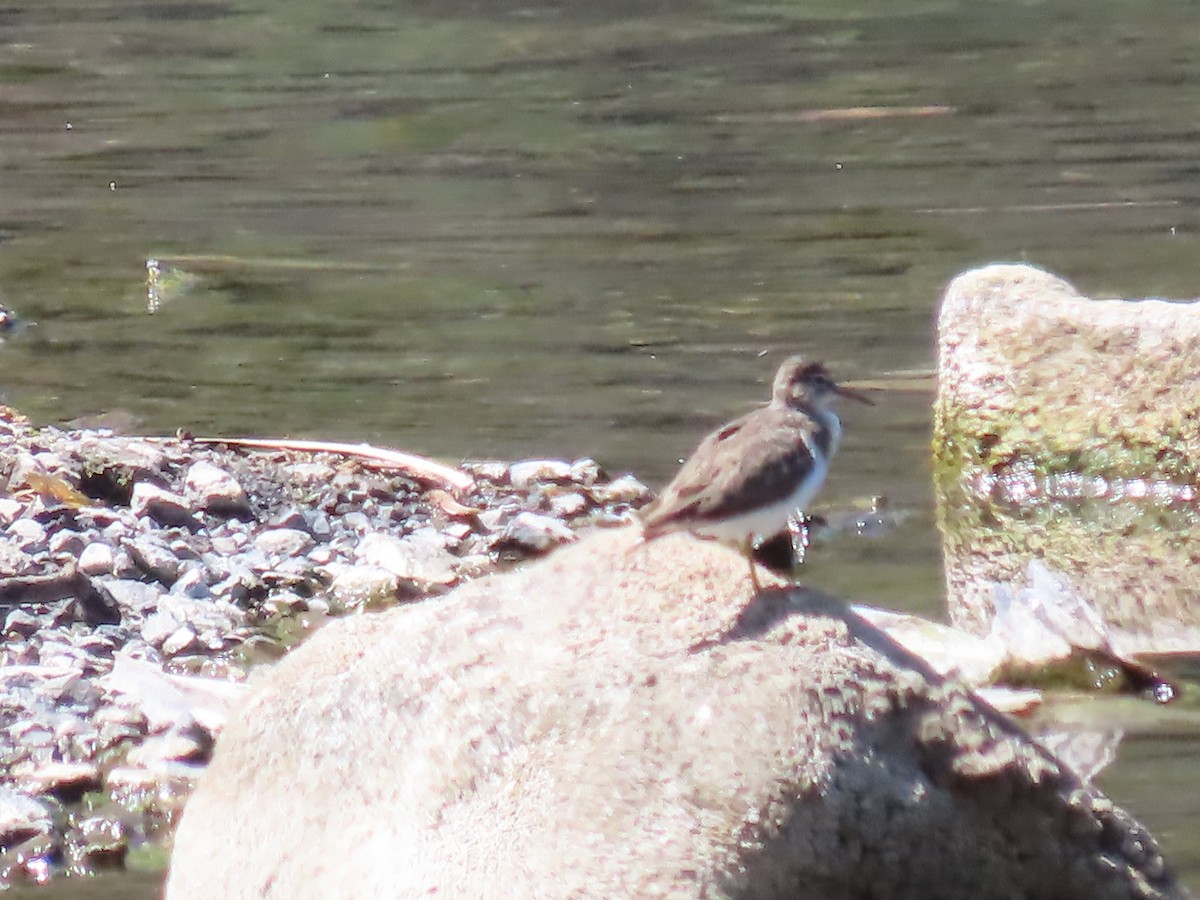 Spotted Sandpiper - ML615485508