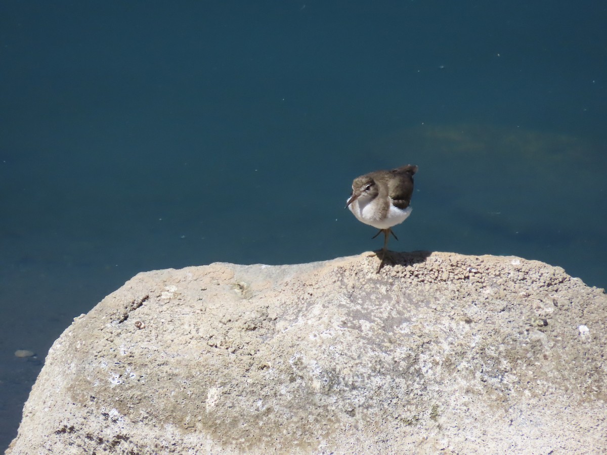 Spotted Sandpiper - ML615485509