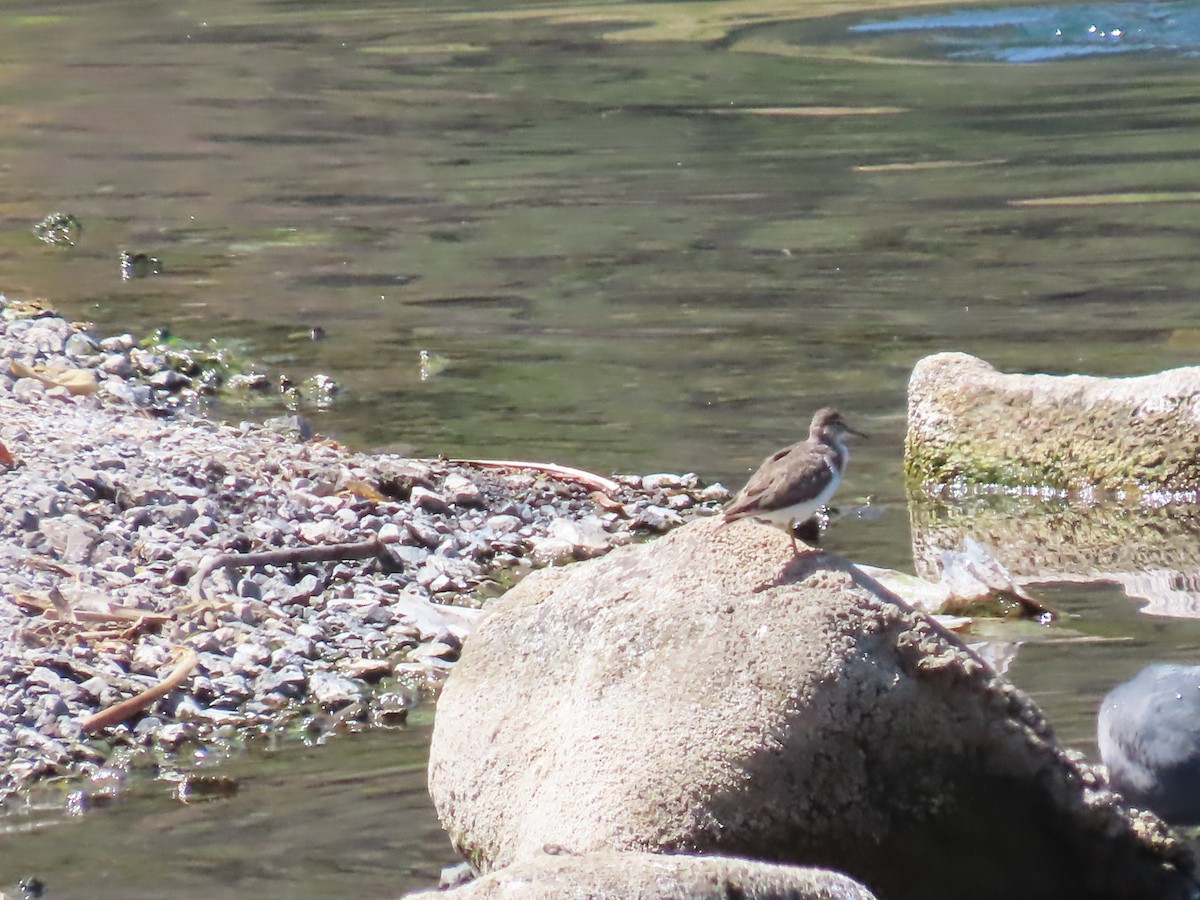 Spotted Sandpiper - ML615485510