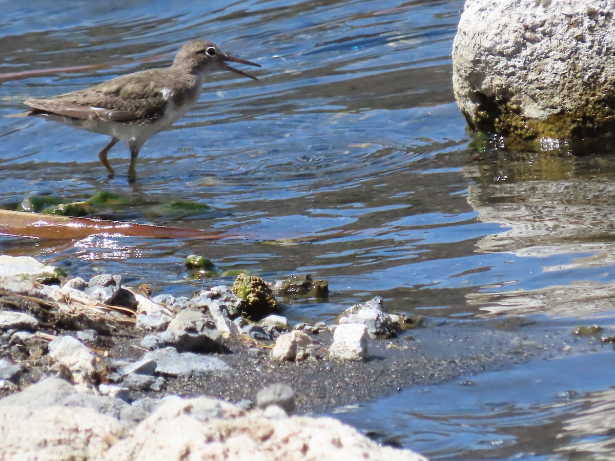 Spotted Sandpiper - ML615485511