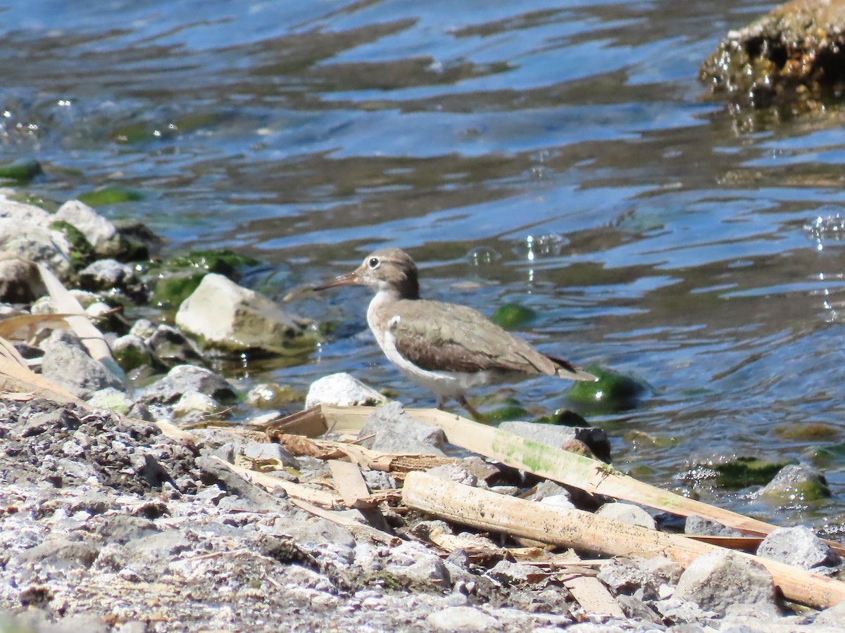 Spotted Sandpiper - ML615485512