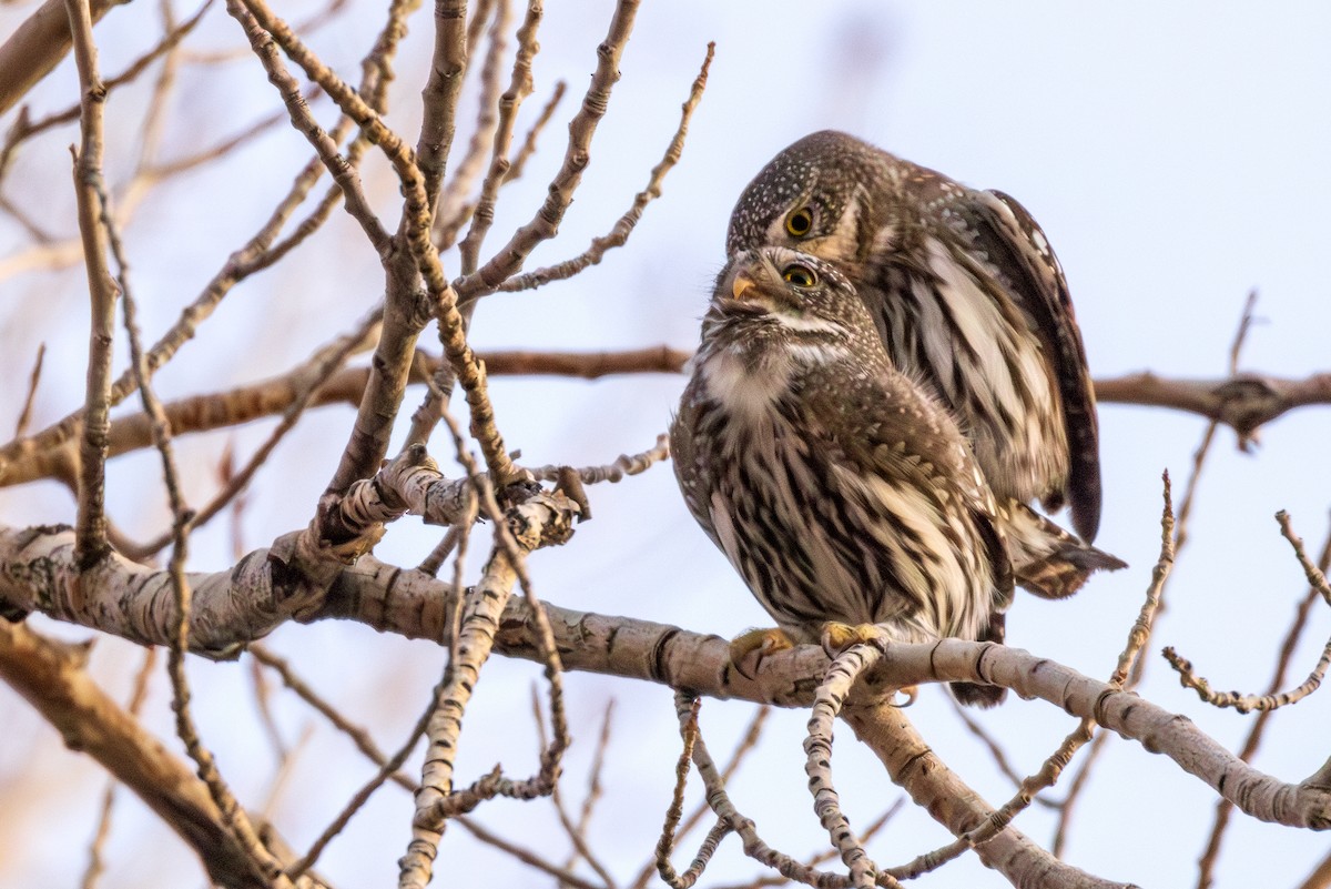 Northern Pygmy-Owl - ML615485513