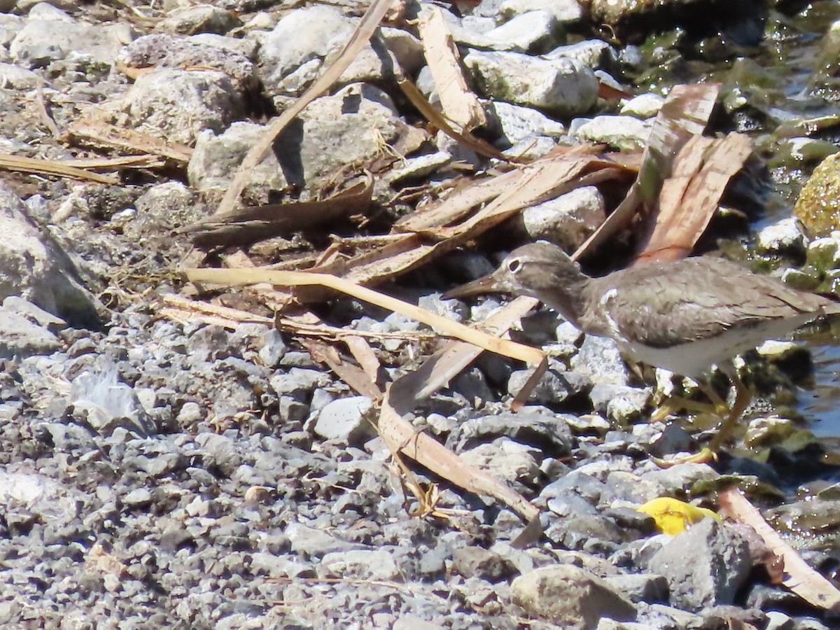 Spotted Sandpiper - ML615485514
