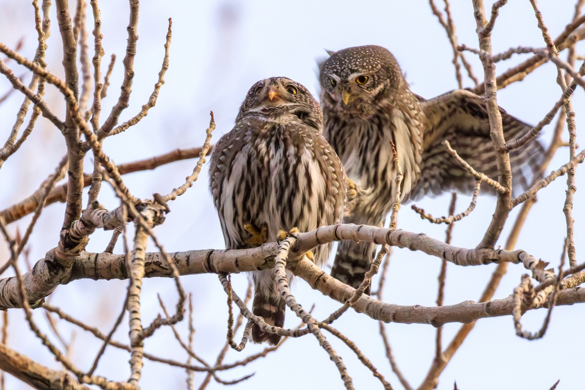 Northern Pygmy-Owl - Lesley Tullis