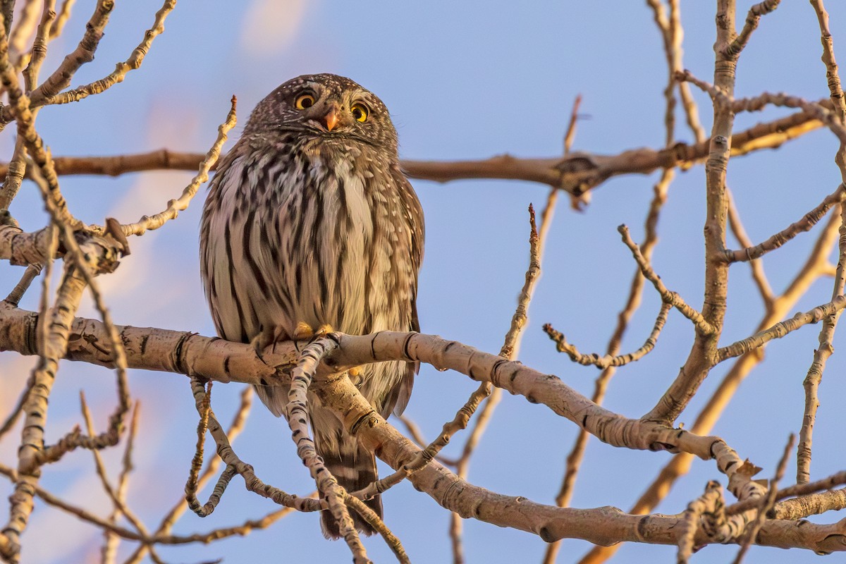 Northern Pygmy-Owl - ML615485524