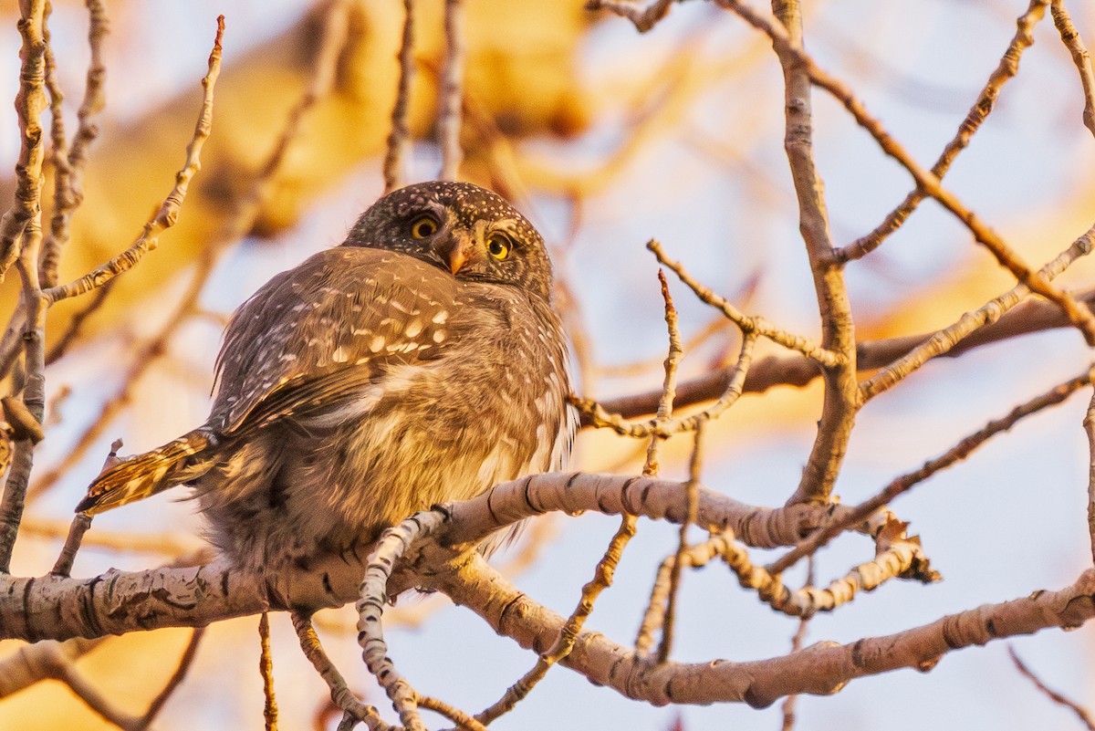 Northern Pygmy-Owl - ML615485526