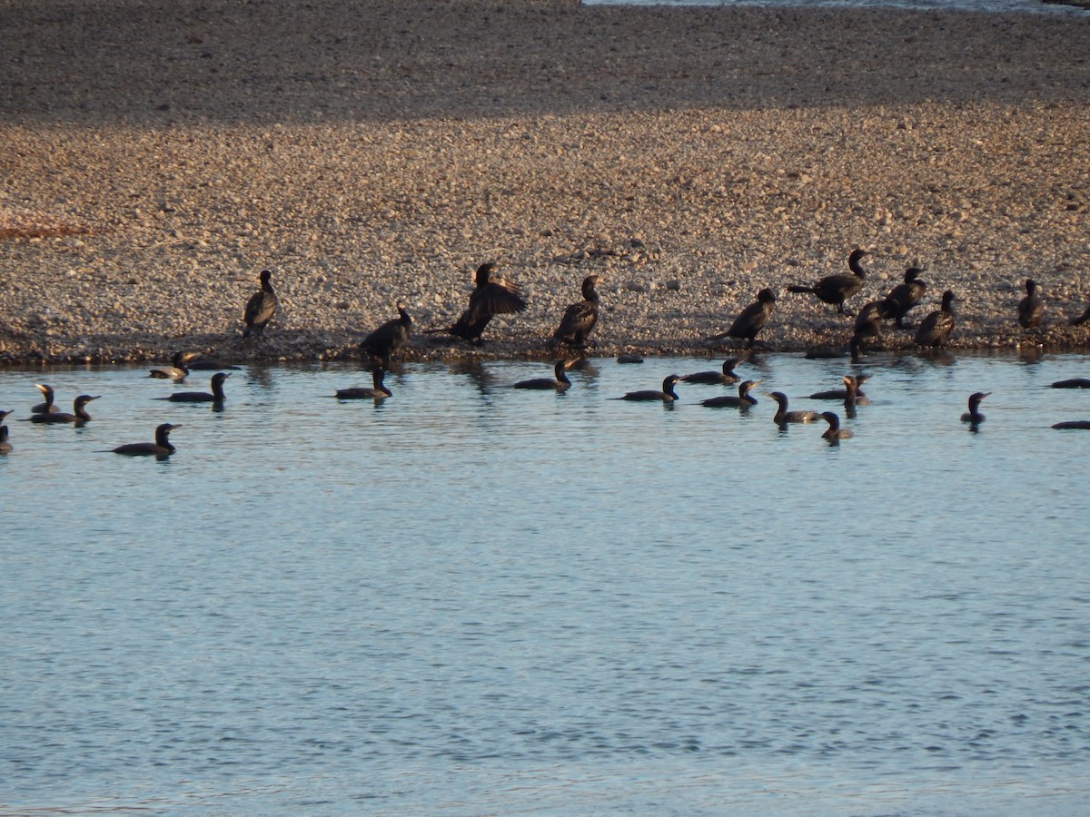 Neotropic Cormorant - ML615485551