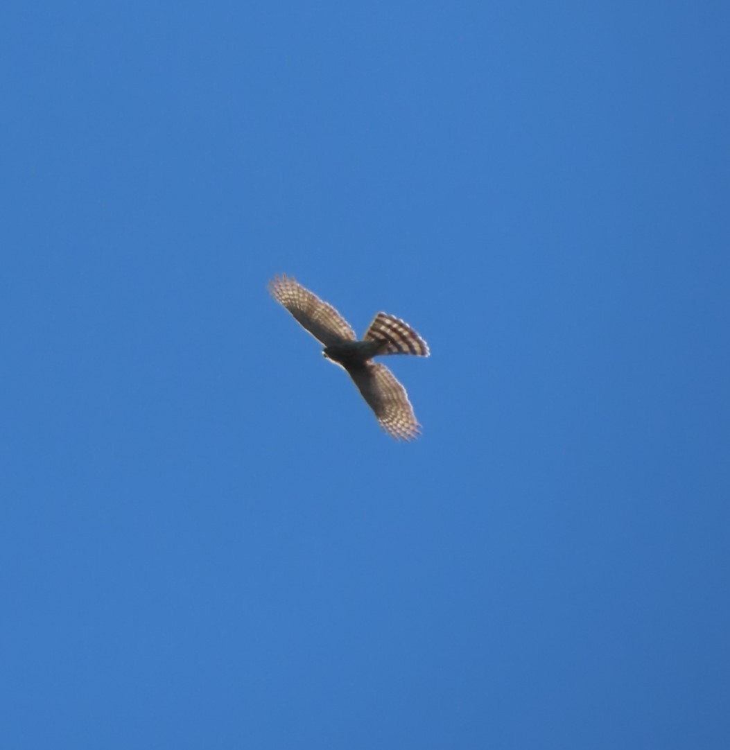 Cooper's Hawk - ML615485571