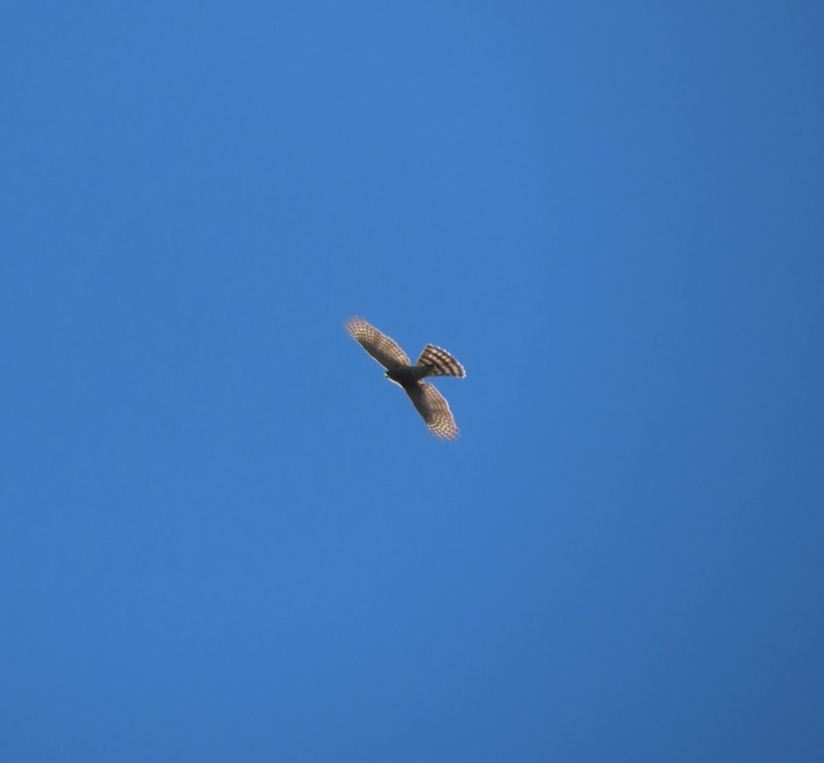 Cooper's Hawk - ML615485572
