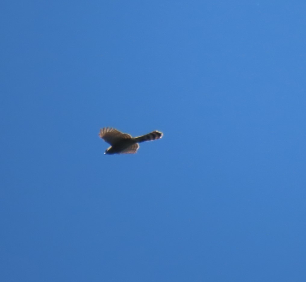 Cooper's Hawk - ML615485573