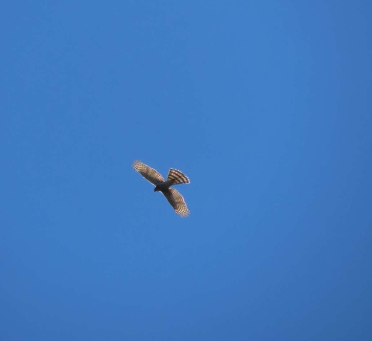 Cooper's Hawk - ML615485574