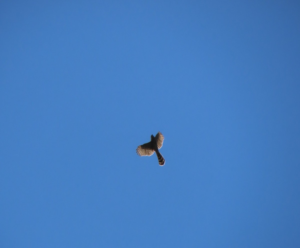 Cooper's Hawk - ML615485575
