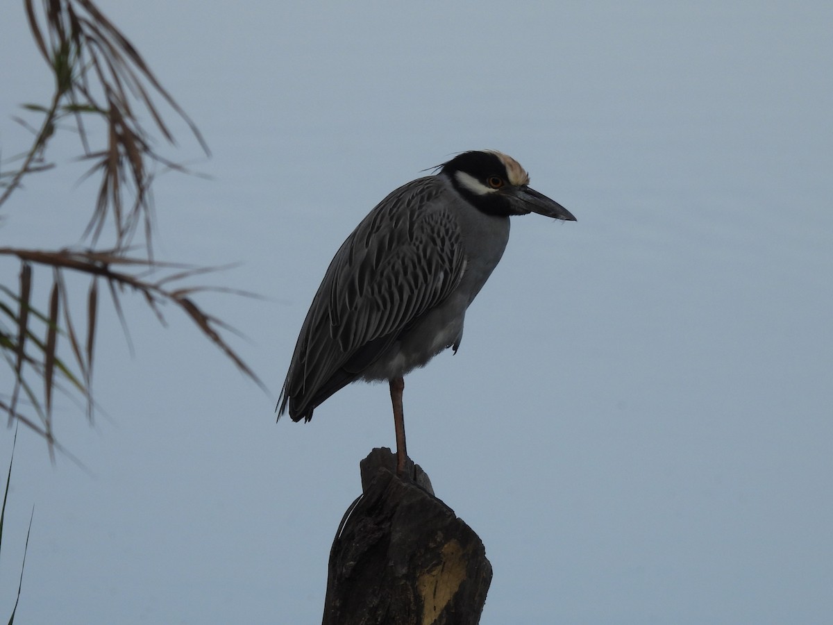 Yellow-crowned Night Heron - ML615485578