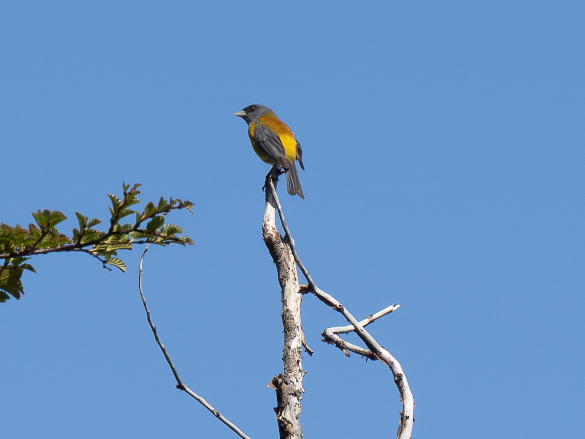 Gray-hooded Sierra Finch - ML615485580