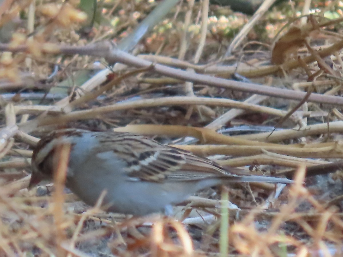 Chipping Sparrow - ML615485587