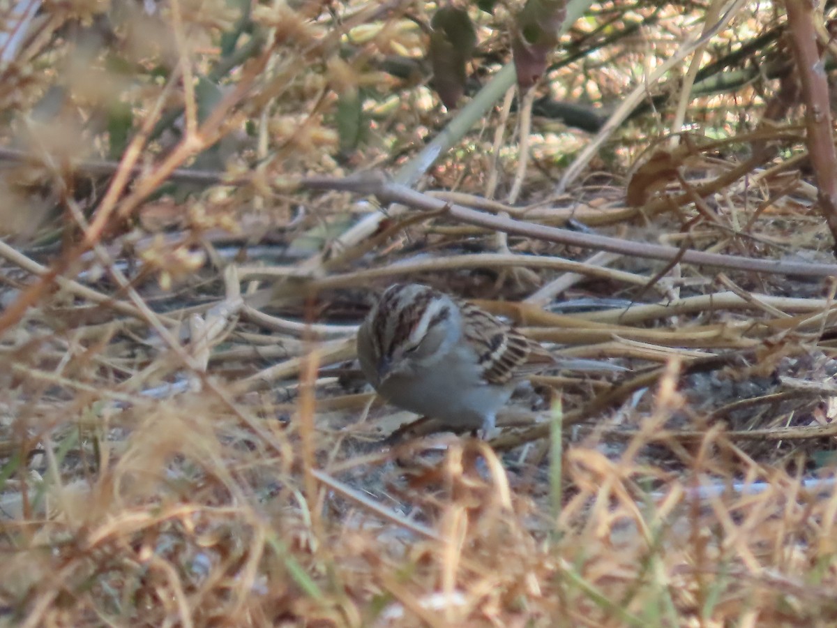 Chipping Sparrow - ML615485589