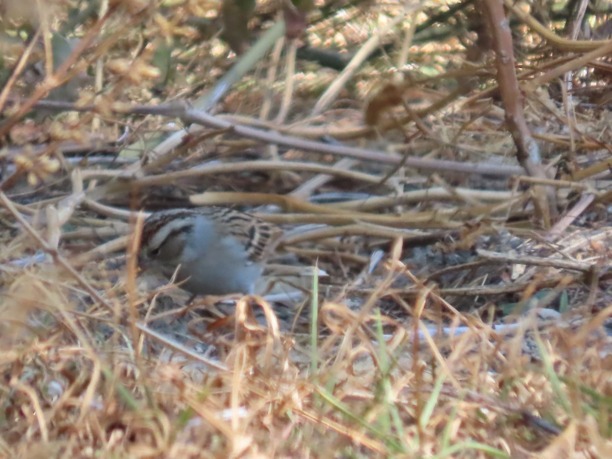Chipping Sparrow - ML615485590